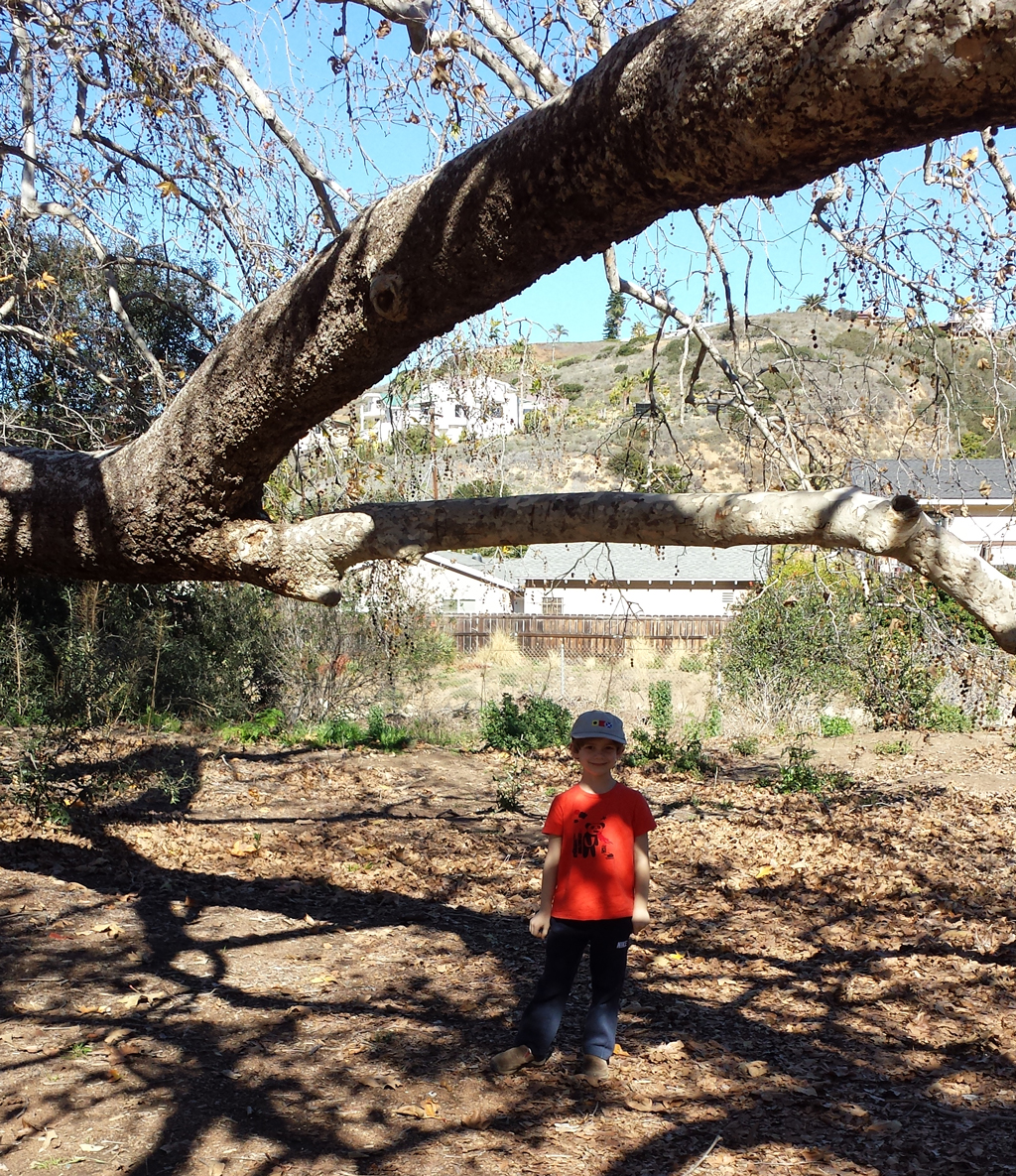 My grandson at the grand old California Sycamore.