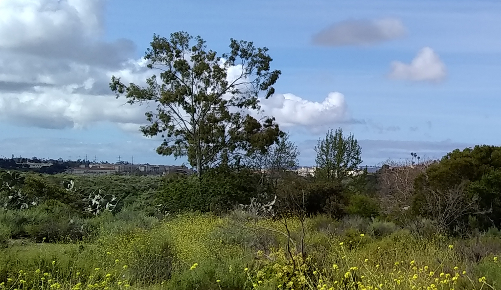 Hawk's Tree in Tecolote canyon
